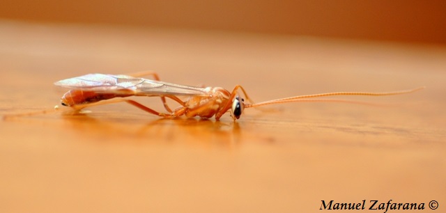 Ichneumonidae Ophioninae: Ophion sp.